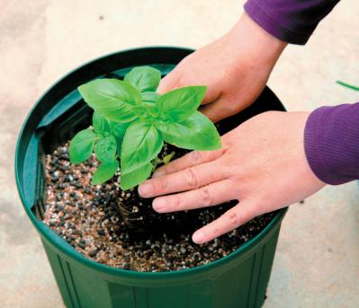 小さな鉢でも育つ！ 料理に使いやすい【ハーブ】2選。パセリ＆バジルの育て方（サムネイル画像6）