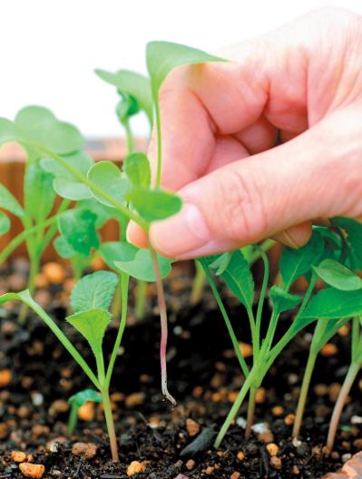 鉢で簡単に育てられる！春まき野菜【ラディッシュ＆コールラビ】の栽培のコツ（サムネイル画像6）