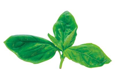 小さな鉢でも育つ！ 料理に使いやすい【ハーブ】2選。パセリ＆バジルの育て方（サムネイル画像5）