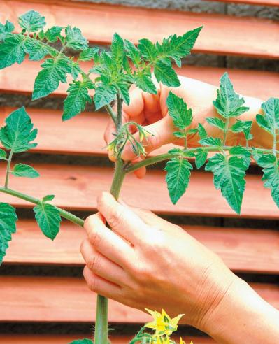 初心者でも簡単！ 鉢で育てる【ミニトマト】甘くてジューシーな実を収穫するには？（サムネイル画像7）