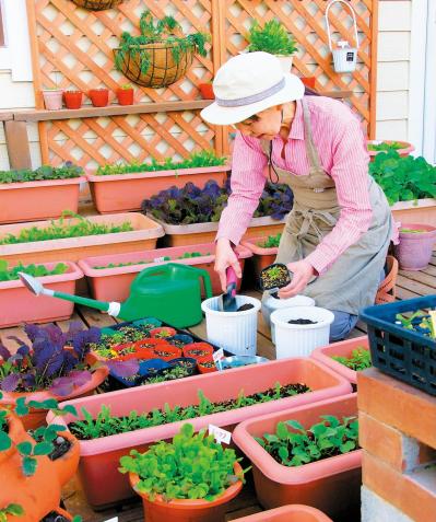 小さな鉢でも育つ！ 料理に使いやすい【ハーブ】2選。パセリ＆バジルの育て方（サムネイル画像4）