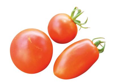 初心者でも簡単！ 鉢で育てる【ミニトマト】甘くてジューシーな実を収穫するには？（サムネイル画像2）