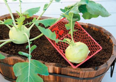 鉢で簡単に育てられる！春まき野菜【ラディッシュ＆コールラビ】の栽培のコツ（サムネイル画像11）