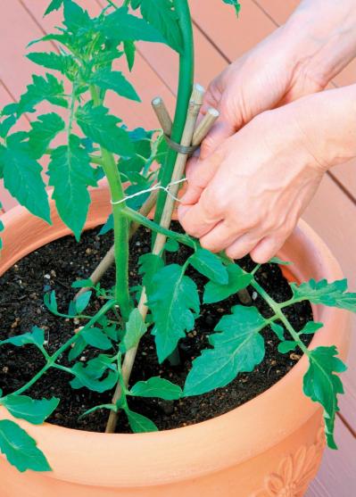 初心者でも簡単！ 鉢で育てる【ミニトマト】甘くてジューシーな実を収穫するには？（サムネイル画像5）