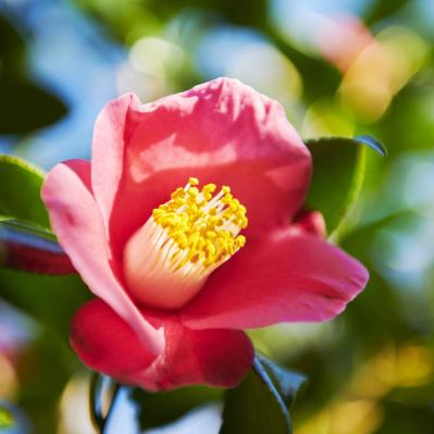 高精製だから髪にも肌にもサラッと使える 伊豆利島産の本島純椿（サムネイル画像3）