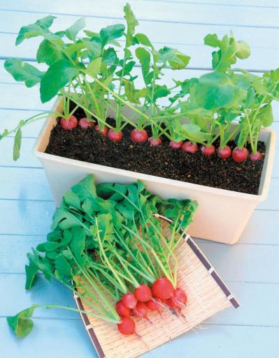 鉢で簡単に育てられる！春まき野菜【ラディッシュ＆コールラビ】の栽培のコツ（サムネイル画像3）