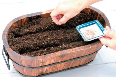 鉢で簡単に育てられる！春まき野菜【ラディッシュ＆コールラビ】の栽培のコツ（サムネイル画像5）