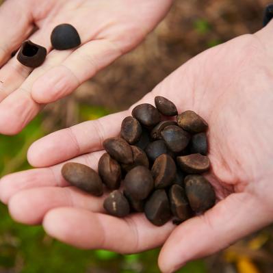 高精製だから髪にも肌にもサラッと使える 伊豆利島産の本島純椿（サムネイル画像7）