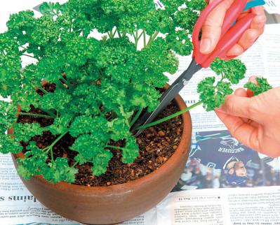 小さな鉢でも育つ！ 料理に使いやすい【ハーブ】2選。パセリ＆バジルの育て方（サムネイル画像3）