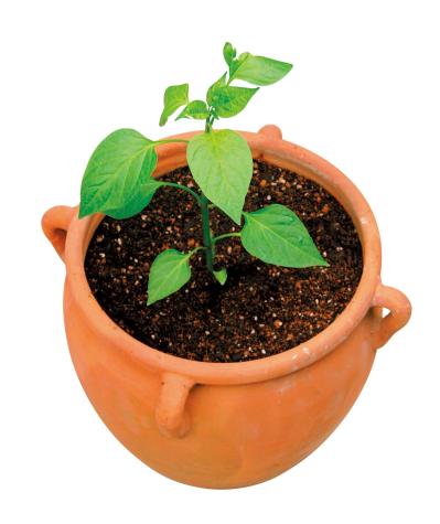 初めての【野菜＆ハーブ育て】用意すべき基本アイテムは？ ルッコラ栽培のポイントも紹介（サムネイル画像6）