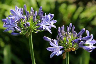 【ガーデニングQ&A】庭の土にまで根が張った鉢植えのアガパンサス。根を切り詰めてOK？