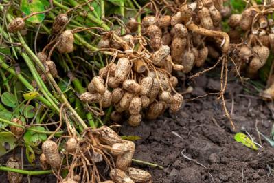 【ガーデニングQ＆A】ラッカセイの殻がかたく、食べづらい。じょうずに育てるには？（サムネイル画像）