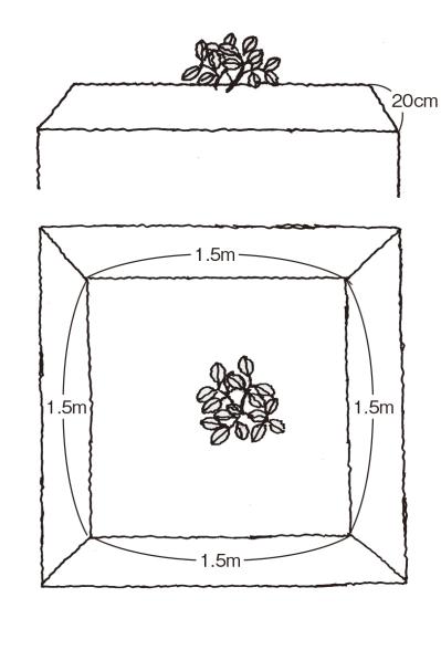 【ガーデニングQ＆A】ラッカセイの殻がかたく、食べづらい。じょうずに育てるには？（サムネイル画像3）