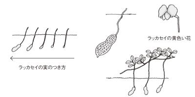 【ガーデニングQ＆A】ラッカセイの殻がかたく、食べづらい。じょうずに育てるには？（サムネイル画像2）