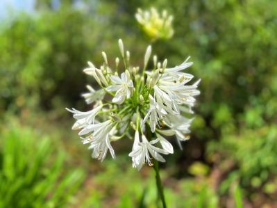 アガパンサス（サムネイル画像）