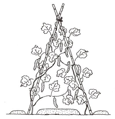 【ガーデニングQ&A】キュウリの花が散ってしまい、実つきが悪い。収穫量を増やすには？（サムネイル画像2）