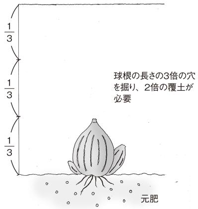 【ガーデニングQ&A】ラッパスイセンの葉が多くて、花があまり咲かない。株分けをすべき？（サムネイル画像3）
