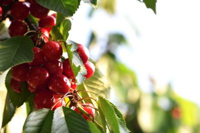 サクランボ（サムネイル画像）