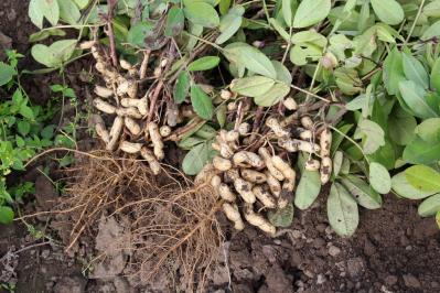 ラッカセイ（サムネイル画像）