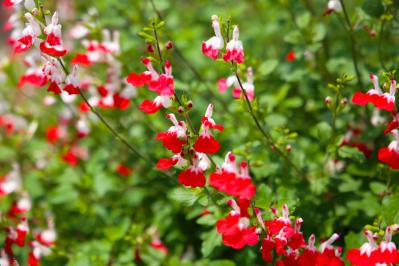 【ガーデニングQ&A】横に広がりすぎたチェリーセージ。コンパクトに育てるには？