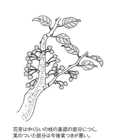 【ガーデニングQ&A】サクランボの剪定時期、方法を詳しく教えて！　（サムネイル画像2）