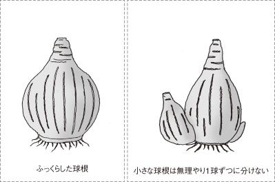 【ガーデニングQ&A】ラッパスイセンの葉が多くて、花があまり咲かない。株分けをすべき？（サムネイル画像2）