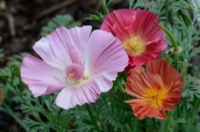 春のタネまきはいつ？初心者向け一年草8選と失敗しない育て方【ガーデニング】（サムネイル画像10）