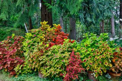 春のタネまきはいつ？初心者向け一年草8選と失敗しない育て方【ガーデニング】（サムネイル画像17）