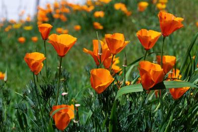 春のタネまきはいつ？初心者向け一年草8選と失敗しない育て方【ガーデニング】（サムネイル画像9）