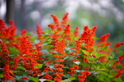 春のタネまきはいつ？初心者向け一年草8選と失敗しない育て方【ガーデニング】（サムネイル画像11）