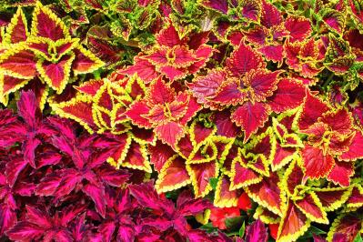 春のタネまきはいつ？初心者向け一年草8選と失敗しない育て方【ガーデニング】（サムネイル画像16）