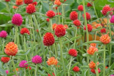 春のタネまきはいつ？初心者向け一年草8選と失敗しない育て方【ガーデニング】（サムネイル画像8）