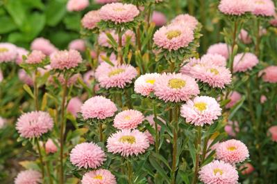 春のタネまきはいつ？初心者向け一年草8選と失敗しない育て方【ガーデニング】（サムネイル画像15）