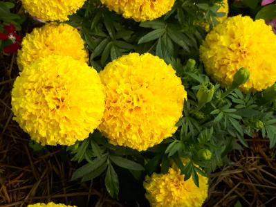 春のタネまきはいつ？初心者向け一年草8選と失敗しない育て方【ガーデニング】（サムネイル画像6）