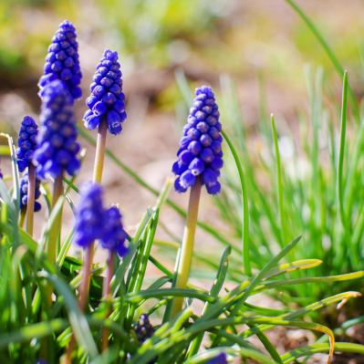 3月23日の「お清め」とは？【365日きょうのお清め】邪気を祓って幸せになる！（サムネイル画像2）