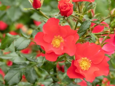 【3月のバラ管理】新芽がカギ！？差がつく芽かき3ポイントと遅霜対策（サムネイル画像2）