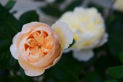 【3月のバラ管理】新芽がカギ！？差がつく芽かき3ポイントと遅霜対策（サムネイル画像4）