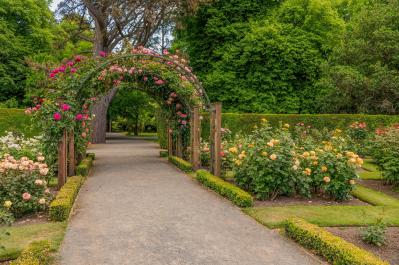 【3月のバラ管理】新芽がカギ！？差がつく芽かき3ポイントと遅霜対策（サムネイル画像5）