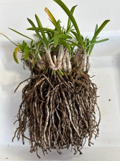 【ガーデニングQ&A】庭の土にまで根が張った鉢植えのアガパンサス。根を切り詰めてOK？（サムネイル画像4）