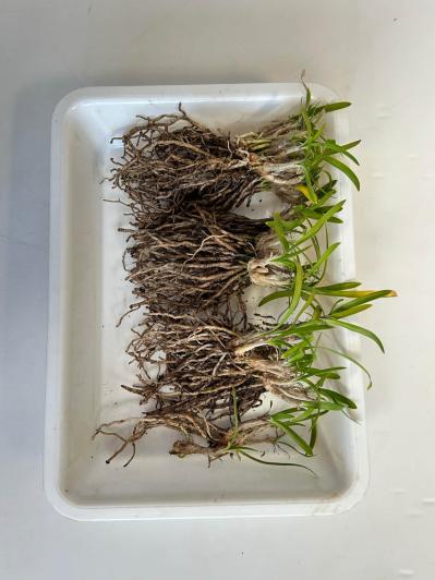 【ガーデニングQ&A】庭の土にまで根が張った鉢植えのアガパンサス。根を切り詰めてOK？（サムネイル画像5）