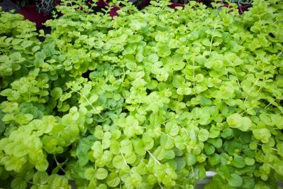 春に咲くグラウンドカバー【8選】ナチュラルな庭に。植えるだけで雑草対策も！［ガーデニング］（サムネイル画像11）