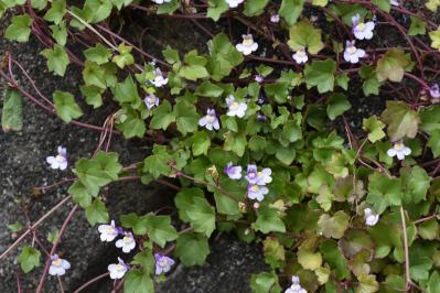 春に咲くグラウンドカバー【8選】ナチュラルな庭に。植えるだけで雑草対策も！［ガーデニング］（サムネイル画像12）