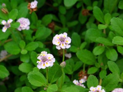 春に咲くグラウンドカバー【8選】ナチュラルな庭に。植えるだけで雑草対策も！［ガーデニング］（サムネイル画像13）