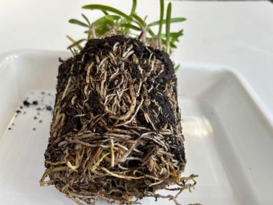 【ガーデニングQ&A】庭の土にまで根が張った鉢植えのアガパンサス。根を切り詰めてOK？（サムネイル画像2）