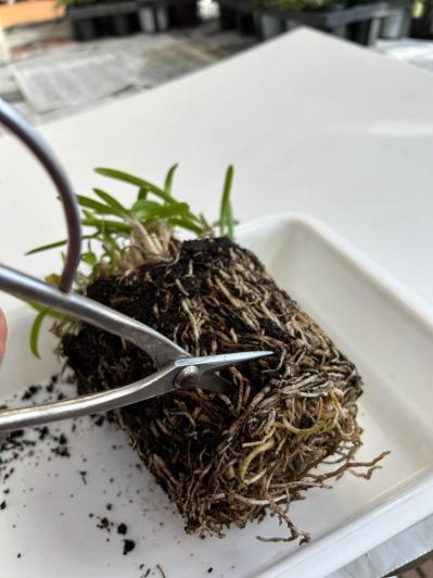 【ガーデニングQ&A】庭の土にまで根が張った鉢植えのアガパンサス。根を切り詰めてOK？（サムネイル画像3）