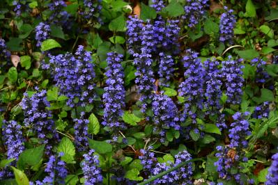 春に咲くグラウンドカバー【8選】ナチュラルな庭に。植えるだけで雑草対策も！［ガーデニング］（サムネイル画像16）