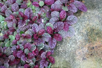 春に咲くグラウンドカバー【8選】ナチュラルな庭に。植えるだけで雑草対策も！［ガーデニング］（サムネイル画像17）