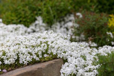 春に咲くグラウンドカバー【8選】ナチュラルな庭に。植えるだけで雑草対策も！［ガーデニング］