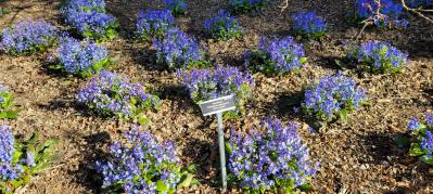 春に咲くグラウンドカバー【8選】ナチュラルな庭に。植えるだけで雑草対策も！［ガーデニング］（サムネイル画像2）