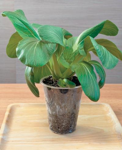 地球にも家計にもやさしい【チンゲンサイのリボベジ】3カ月半後に収穫できる！（サムネイル画像16）